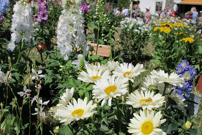 Impressionen von der Blumen- und Gartenschau im Kloster Altzella bei Nossen