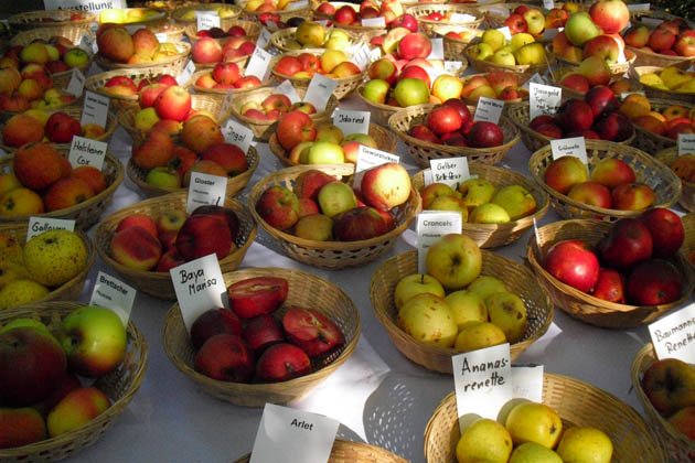 Der Fürther Apfelmarkt zeigt die ganze Vielfalt, die die Fränkischen Streuobstwiesen zu bieten haben