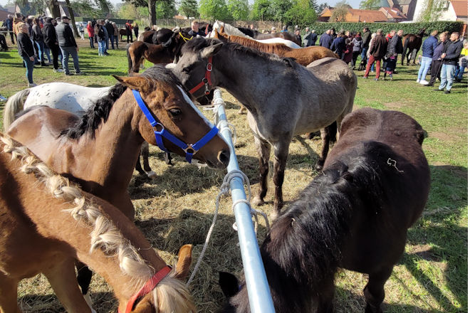 Impressionen vom Frühjahrsmarkt in Rhede (Ems)