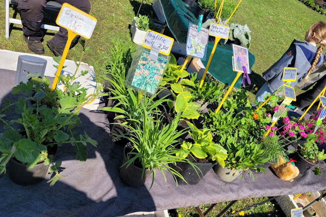 Impressionen vom Frühjahrsmarkt in Rhede (Ems)
