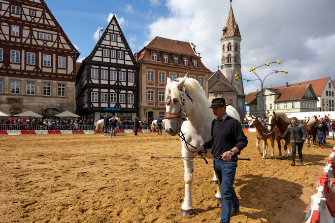 Impressionen vom Gmünder Pferdetag in Schwäbisch Gmünd