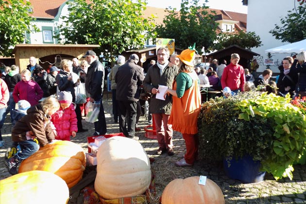 Die schwersten und schönsten Kürbisse werden auf dem Kürbisfest in Seehausen (Altmark) prämiert