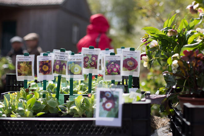 Impressionen vom Pflanzenmarkt im Frühjahr im Freilichtmuseum am Kiekeberg in Rosengarten